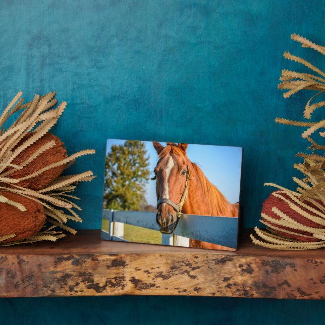 Placa Expositora Rosa Twilight | Caballo de Raza Arrojada (Lado)