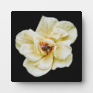 Placa Expositora Rosa y abeja