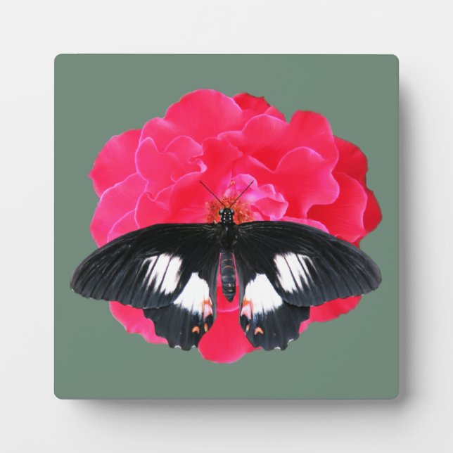 Placa Expositora Rosa y cola de inflexión (Frente)