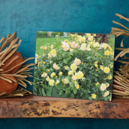 Placa Expositora Rosas Amarillas