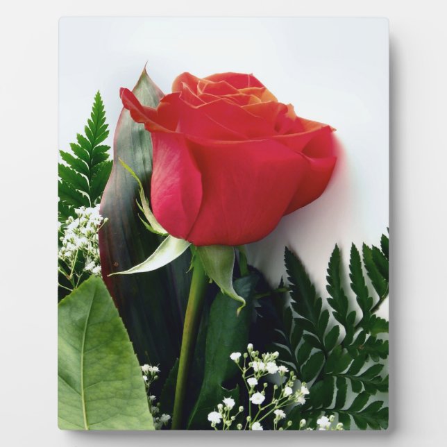 Placa Expositora Rosas rojas (Frente)