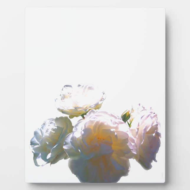 Placa Expositora Rosas románticos blancos, amarillos, naranjas, ámb (Frente)