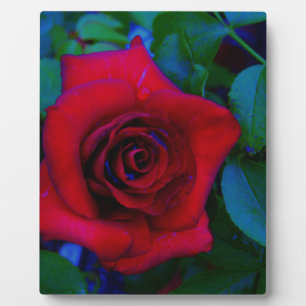 Placa Expositora Roses rojos con tonos azules