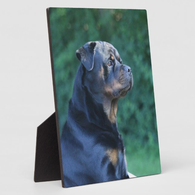 Placa Expositora Rottweiler (Lado)