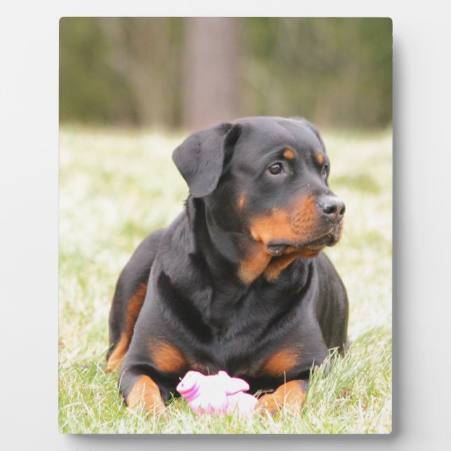 Placa Expositora Rottweiler Dog (Frente)