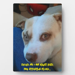 Placa Expositora Rótulo peatonal