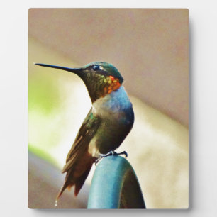 Placa Expositora Ruby encaramado y colibrí verde