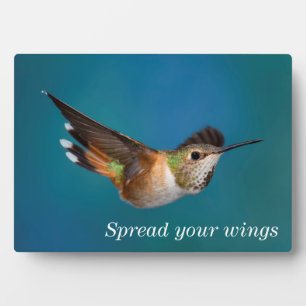 Placa Expositora Rufous Hummingbird