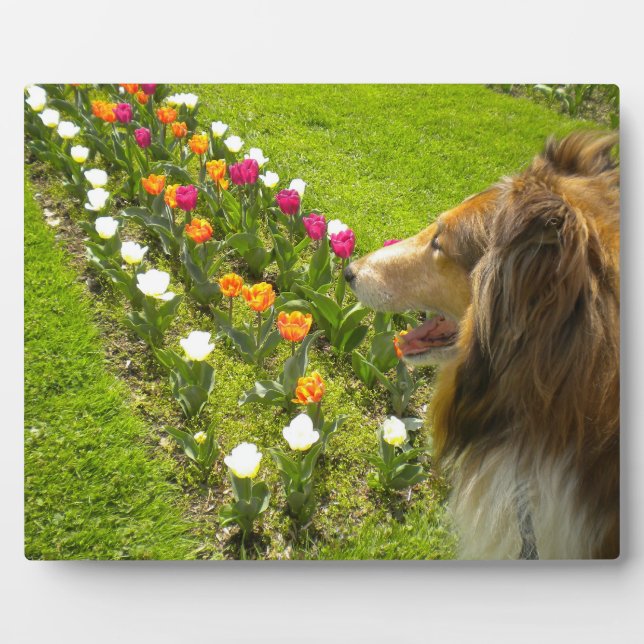 Placa Expositora Sable Collie N Tulips Photo Plaque (Frente)