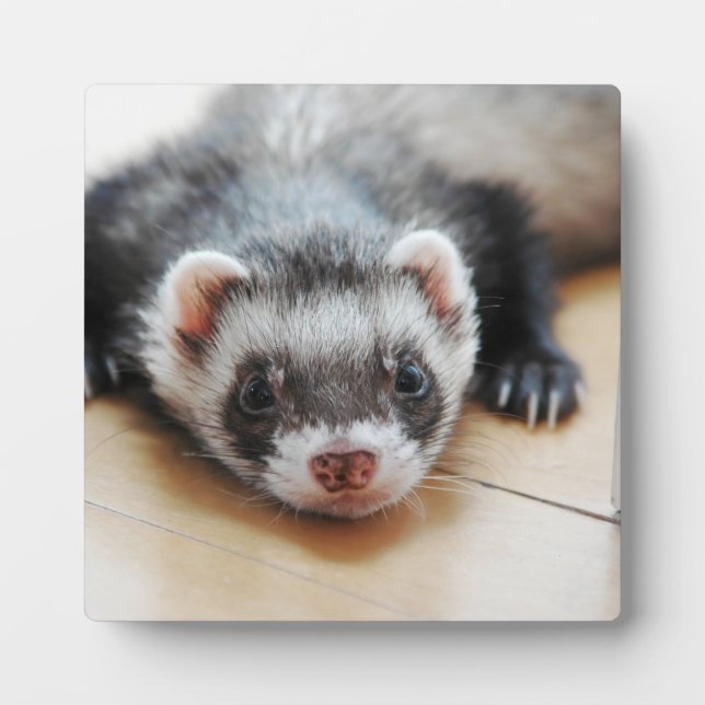 Placa Expositora Sable Ferret (Frente)