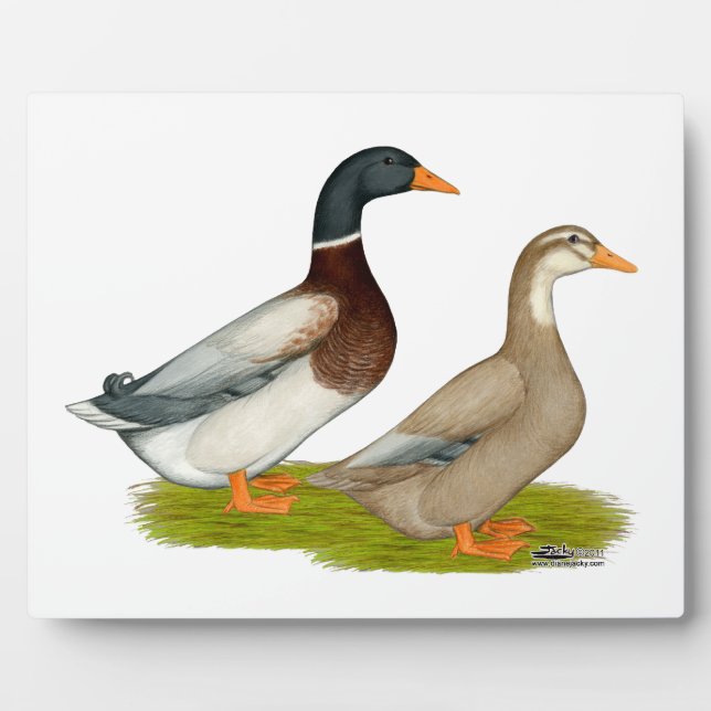 Placa Expositora Sajonia Ducks (Frente)