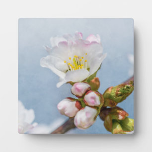 Placa Expositora Sakura Blossom