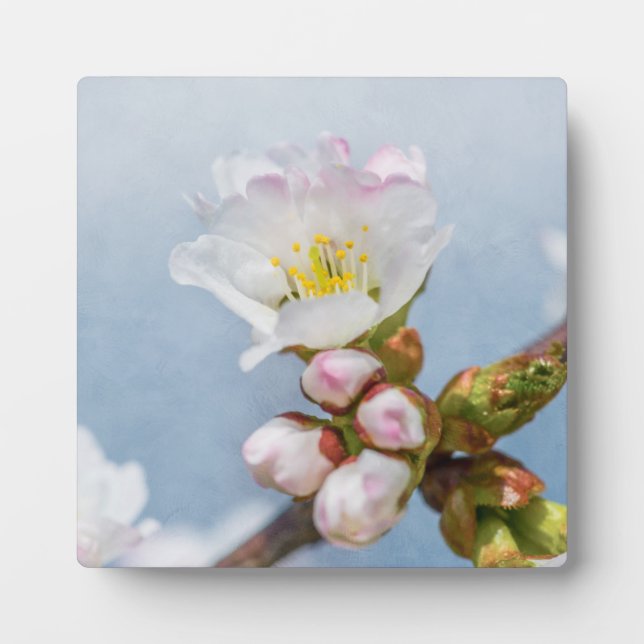 Placa Expositora Sakura Blossom (Frente)