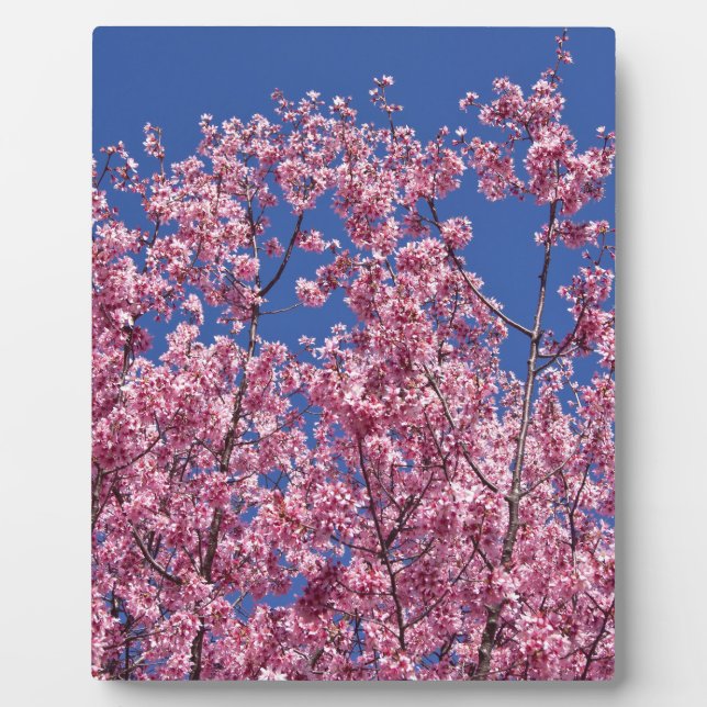 Placa Expositora Sakura Flor de Cerezo en el Azul (Frente)