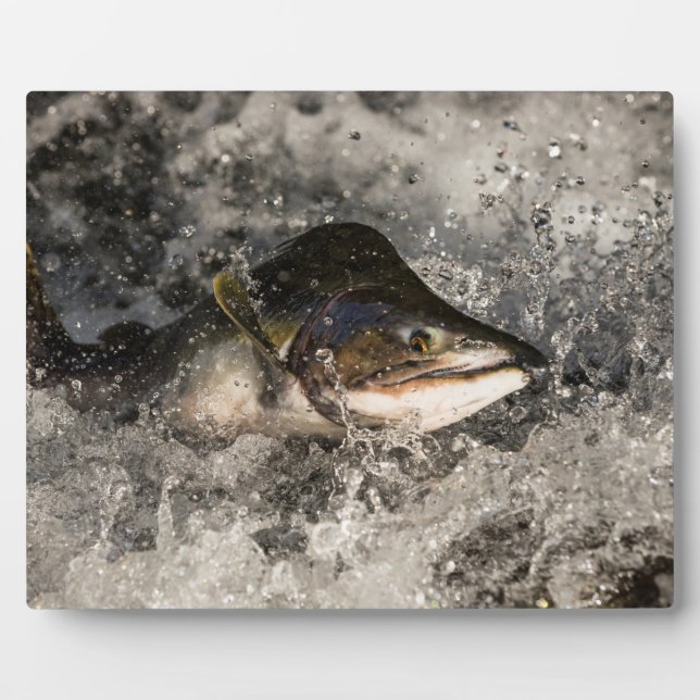 Placa Expositora Saltando Salmon (Frente)