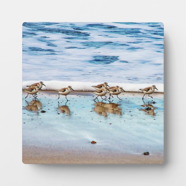 Placa Expositora Sandpipers En La Playa (Frente)
