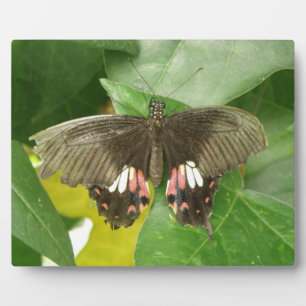 Placa Expositora Scarlet Swallowtail Butfly Plato