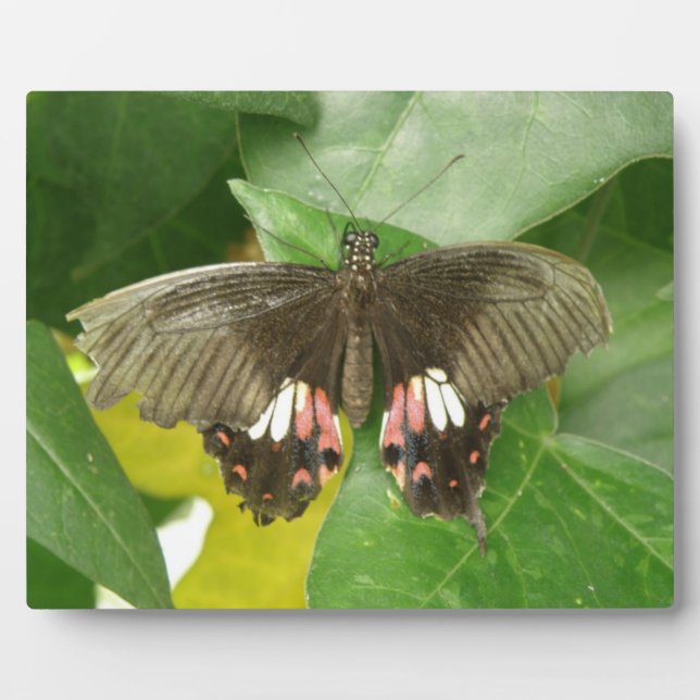 Placa Expositora Scarlet Swallowtail Butfly Plato (Frente)