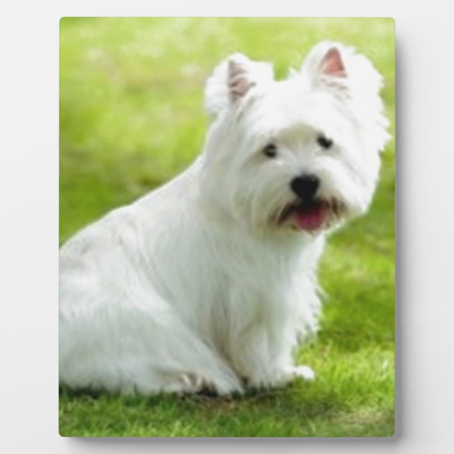Placa Expositora scottish terrier (Frente)