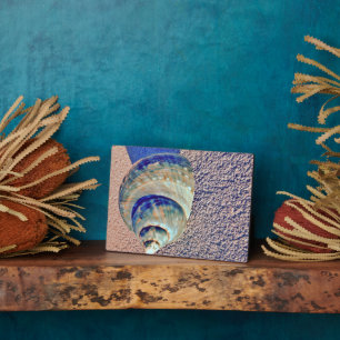 Placa Expositora Seashell Sea Welk