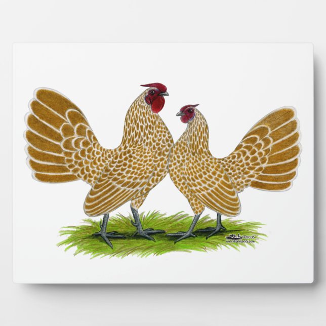 Placa Expositora Sebrights Buff Laces (Frente)