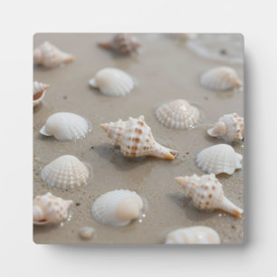 Placa Expositora Serenidad de la Playa de Conchas Delicadas