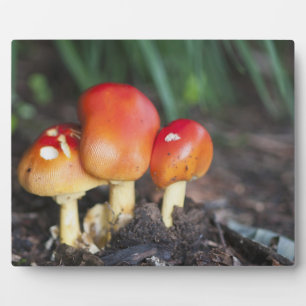 Placa Expositora seta de la familia Amanita