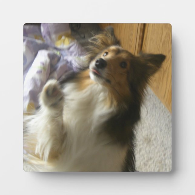 Placa Expositora Shetland Sheepdog Begging (Frente)