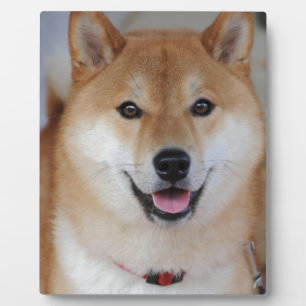 Placa Expositora Shiba inu