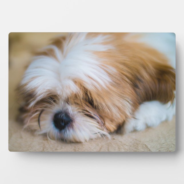 Placa Expositora Shih Tzu (Frente)
