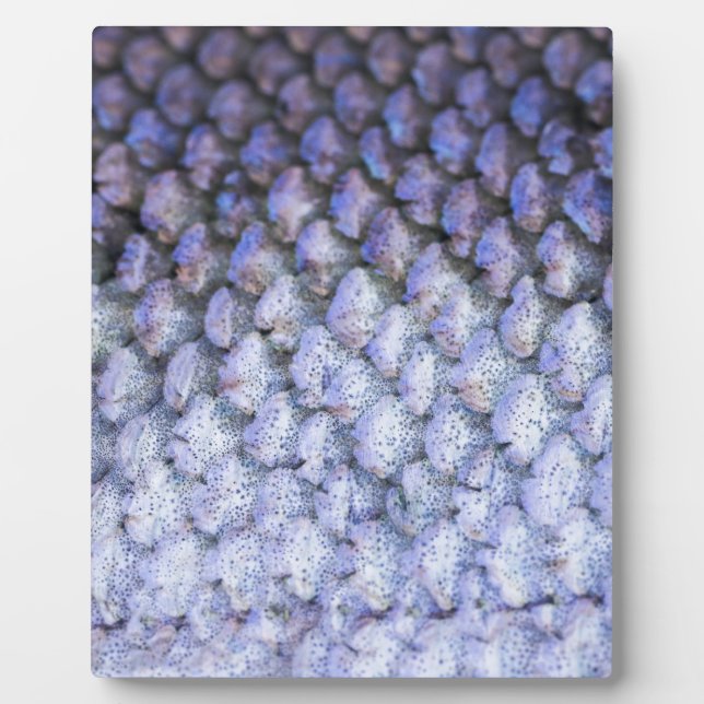 Placa Expositora Shimmering Salmon (Frente)