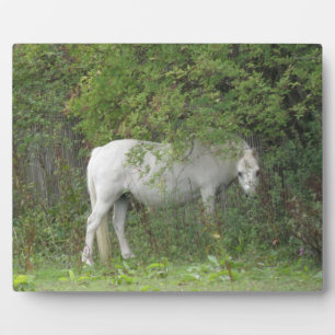 Placa Expositora Shy White Horse Plaque