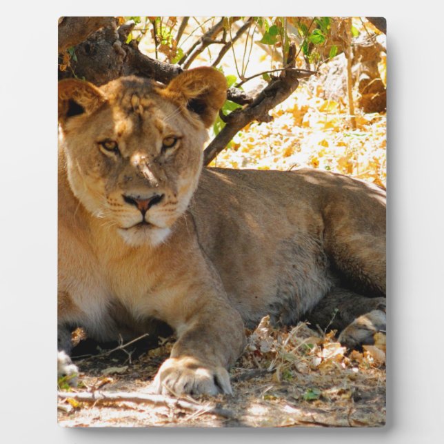 Placa Expositora Siesta Time (Frente)