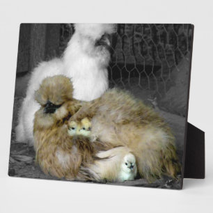 Placa Expositora Silkie Hens con chichas buscando de plumas