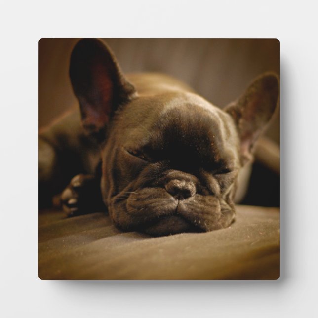Placa Expositora Sleepy Bulldog francés (Frente)