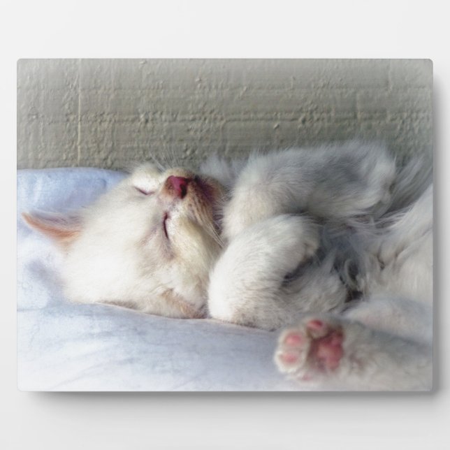 Placa Expositora Sleepy Kitten (Frente)
