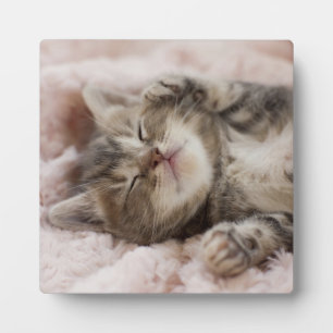 Placa Expositora Sleepy Kitten