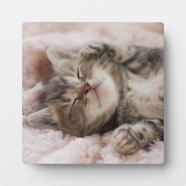Placa Expositora Sleepy Kitten (Frente)