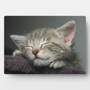 Placa Expositora Sleepy Kitten