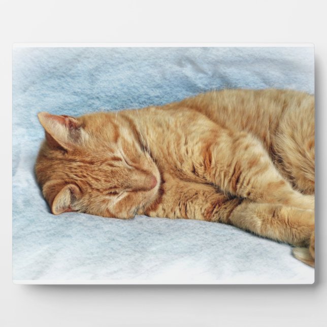 Placa Expositora Sleepy Kitty (Frente)