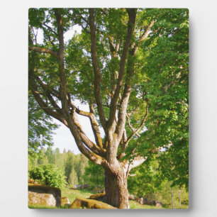 Placa Expositora Smååland