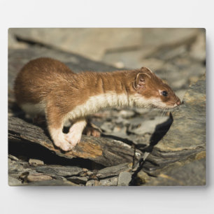 Placa Expositora Sniffing Weasel