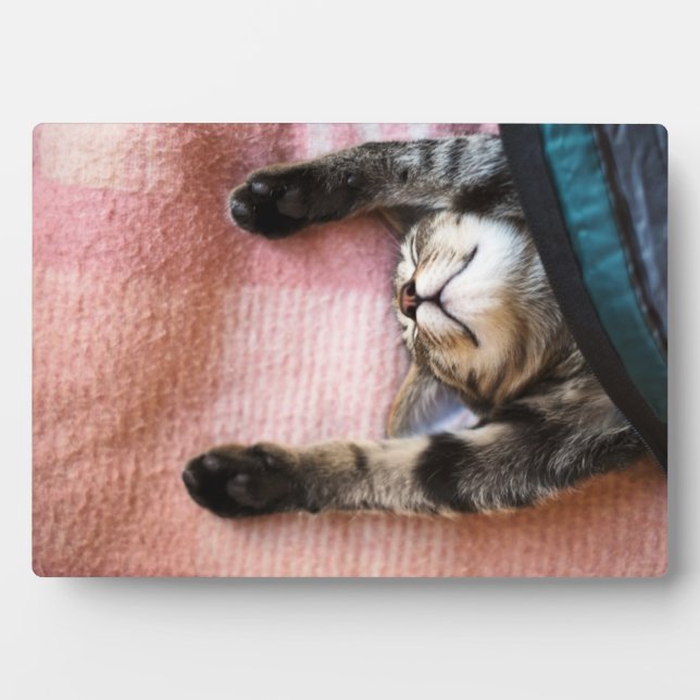 Placa Expositora Snoozing Kitten (Frente)