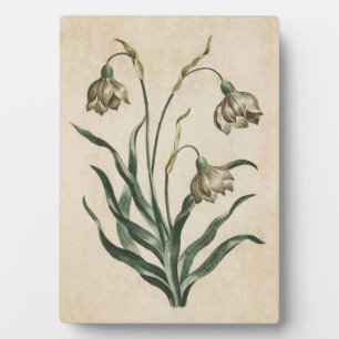 Placa Expositora Snowdrop Floral vinícola vintage