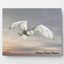 Snowy Owl