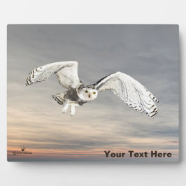 Placa Expositora Snowy Owl