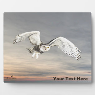 Placa Expositora Snowy Owl