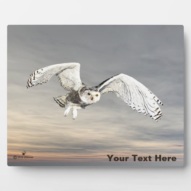 Placa Expositora Snowy Owl (Frente)