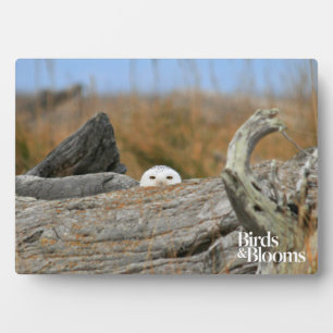 Placa Expositora Snowy Owl