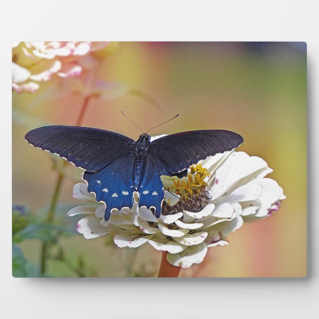 Placa Expositora Spicebush Swallowtail (Frente)